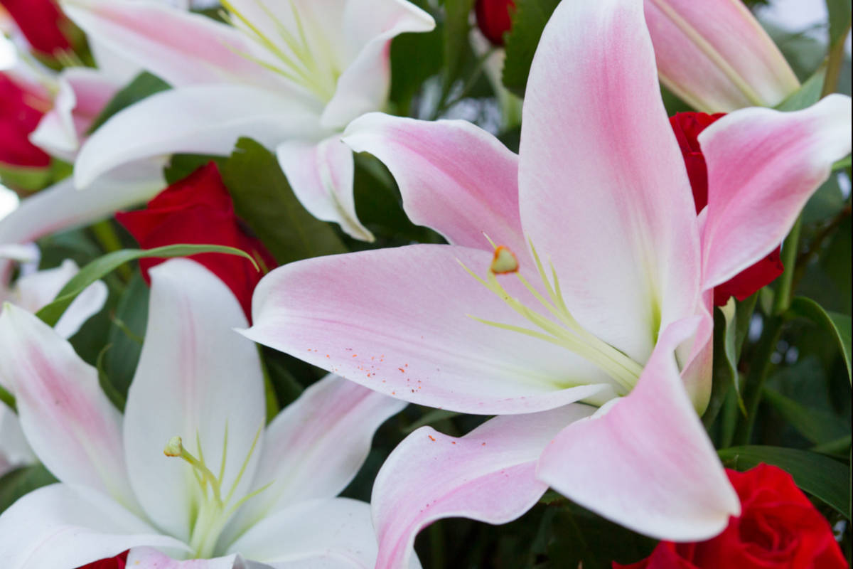 Elegir Flores Para Un Funeral